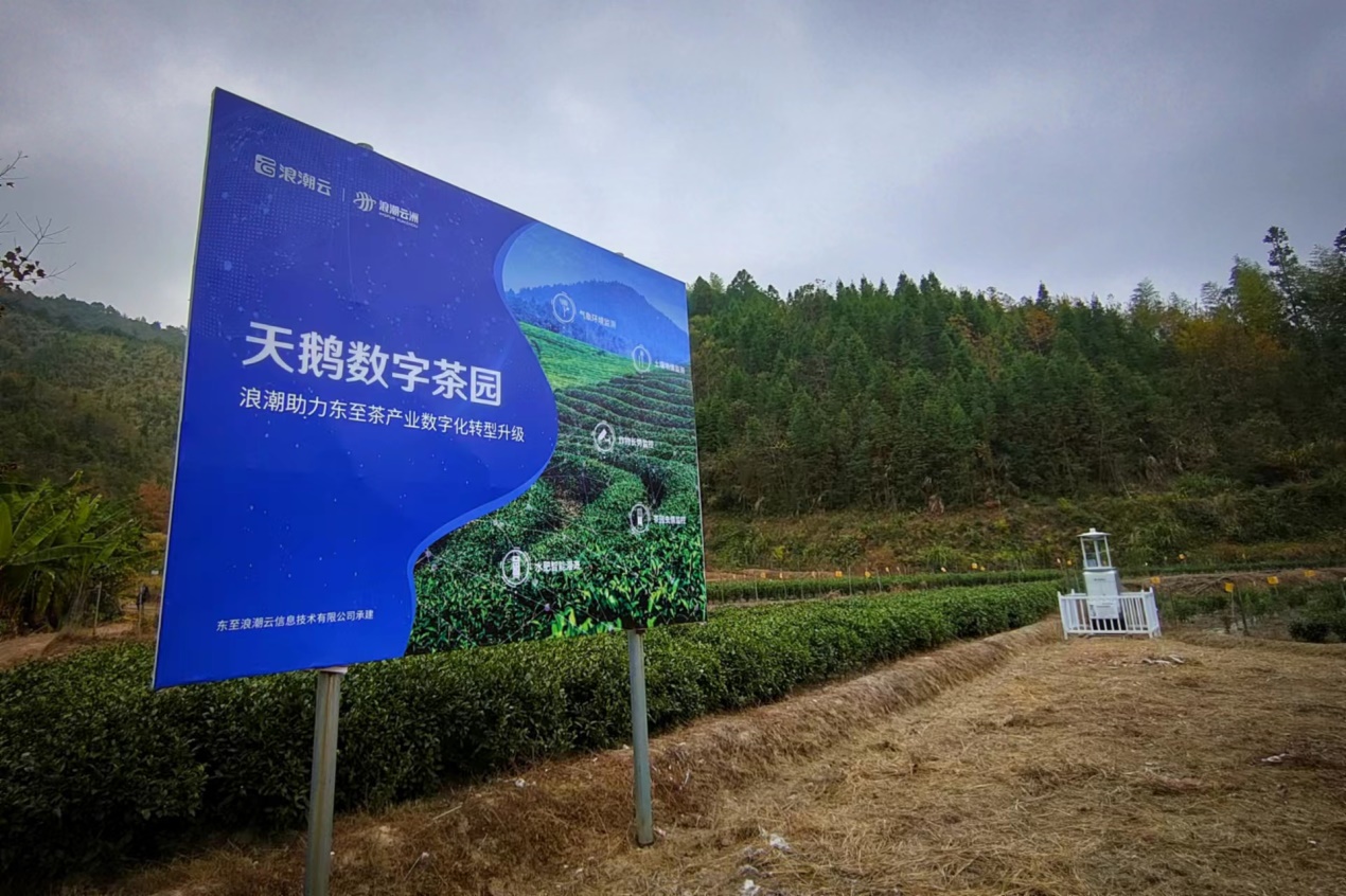 天鵝云尖數(shù)字茶園。劉?？﹫D