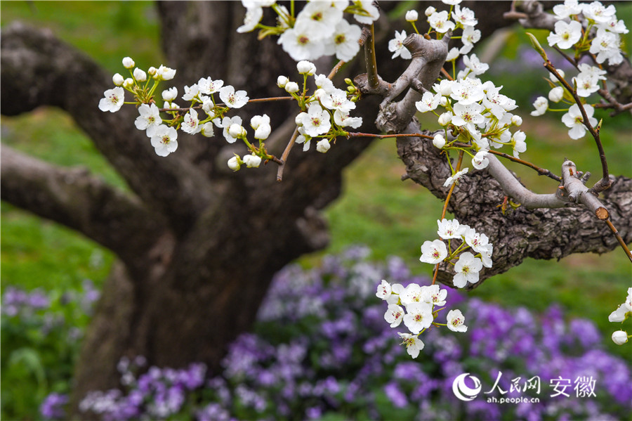 淡雅潔白的梨花迎風(fēng)綻放。人民網(wǎng) 李希蒙攝