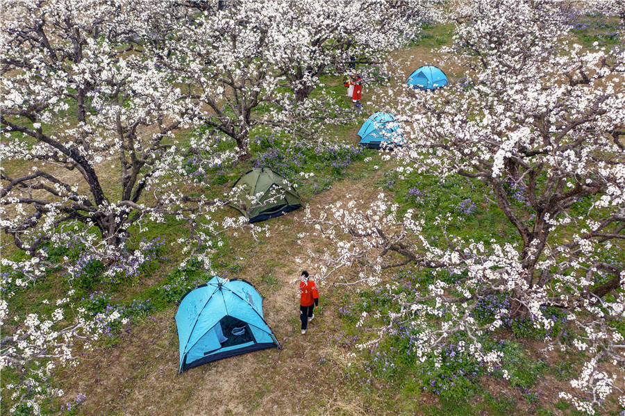 “驢友”在碭山縣良梨鎮(zhèn)梨樹王景區(qū)露營。崔猛攝
