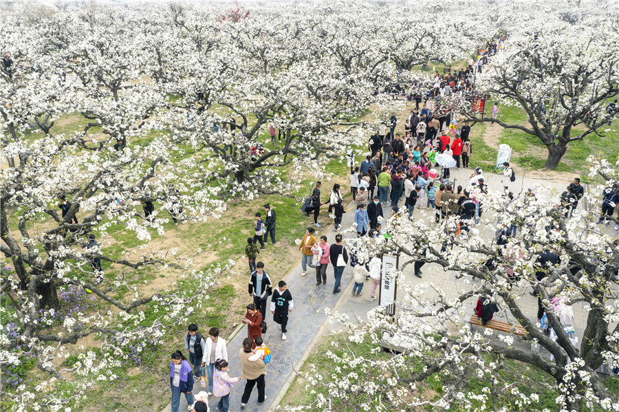 碭山縣良梨鎮(zhèn)梨樹(shù)王景區(qū)游人賞花踏春。崔猛攝