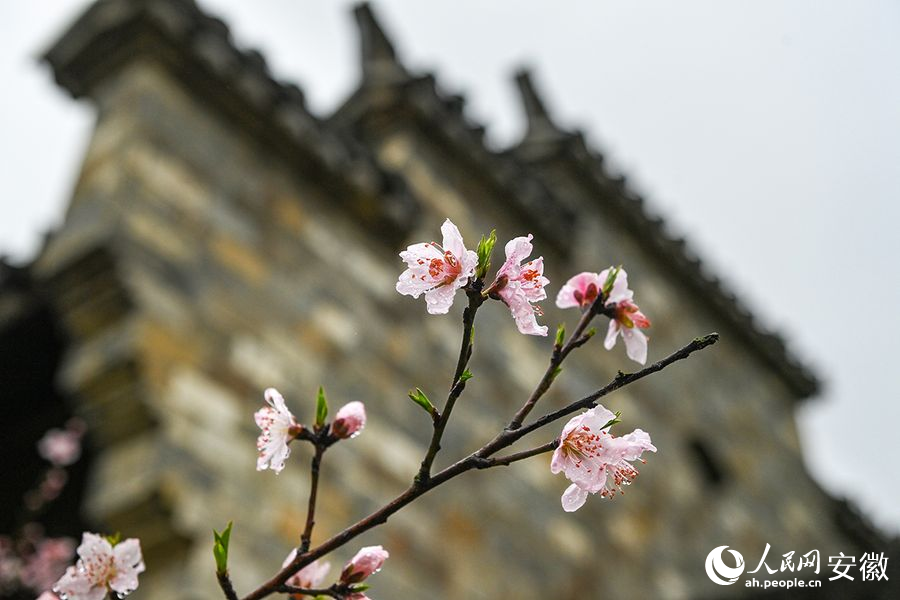 盛開的桃花與徽派建筑相映成趣。人民網(wǎng)記者 苗子健攝