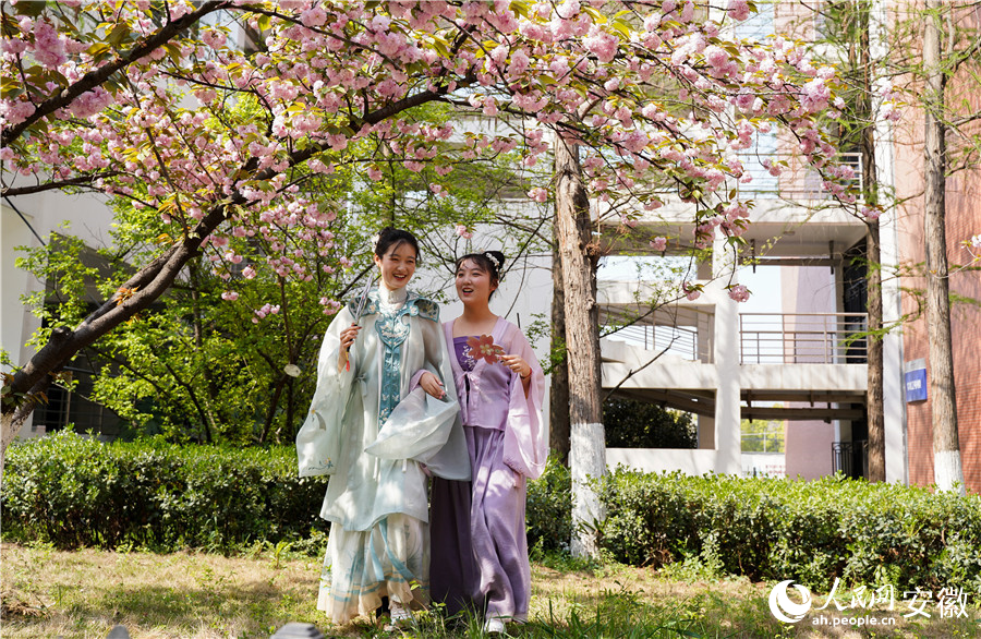 學(xué)生身著漢服在校園里賞櫻嬉戲。人民網(wǎng) 王銳攝