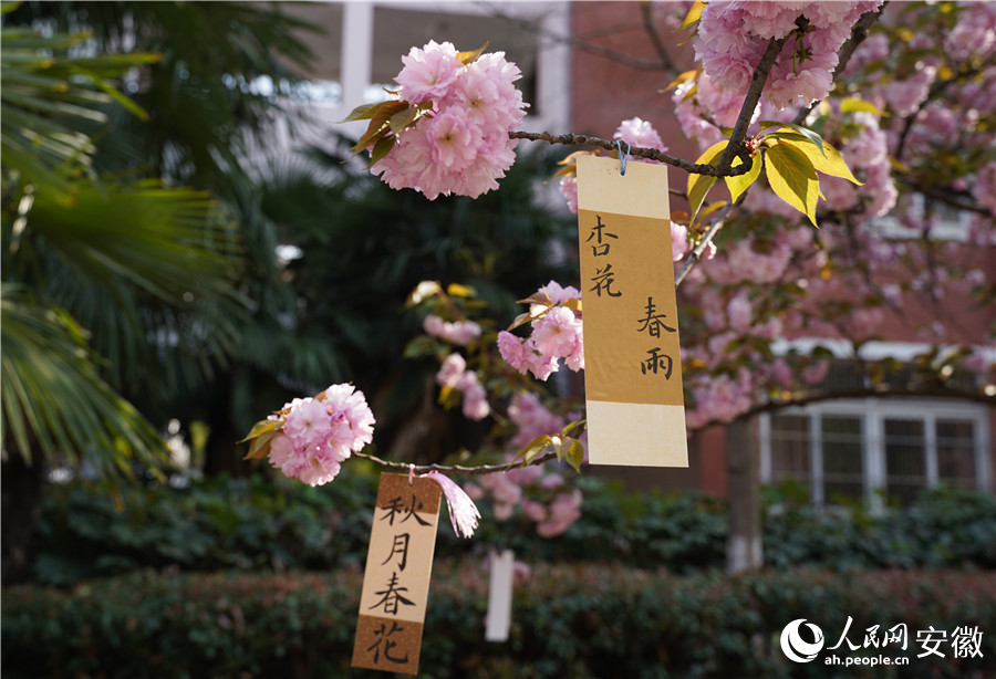 學生將自己寫的書法標簽掛在了櫻花枝頭。人民網(wǎng) 王銳攝