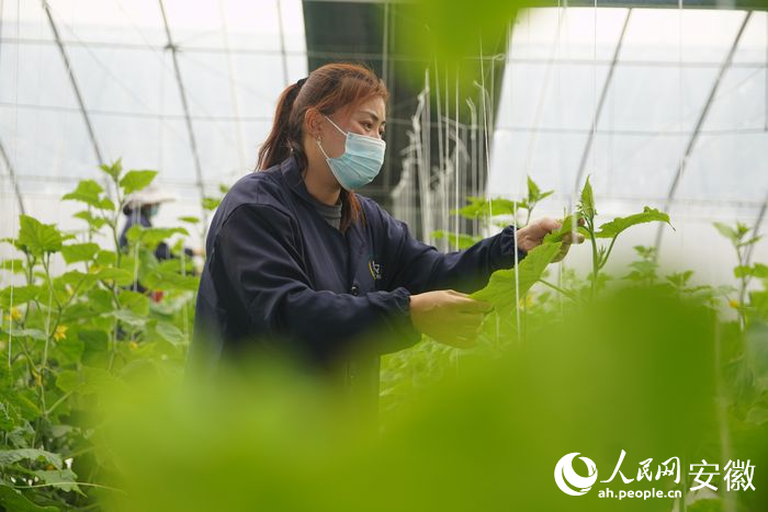 皖農(nóng)谷種植基地內(nèi)，工人們正在進(jìn)行纏頭打葉。人民網(wǎng) 陳若天攝