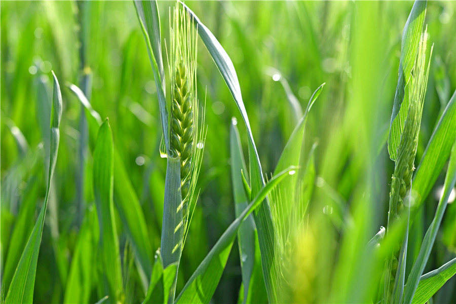 2023年4月11日，安徽省淮南市壽縣堰口鎮(zhèn)江黃村麥田內(nèi)，小麥抽穗揚(yáng)花，進(jìn)入生長(zhǎng)旺盛期。