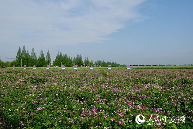紫云英迎來盛花期。人民網(wǎng) 張俊攝