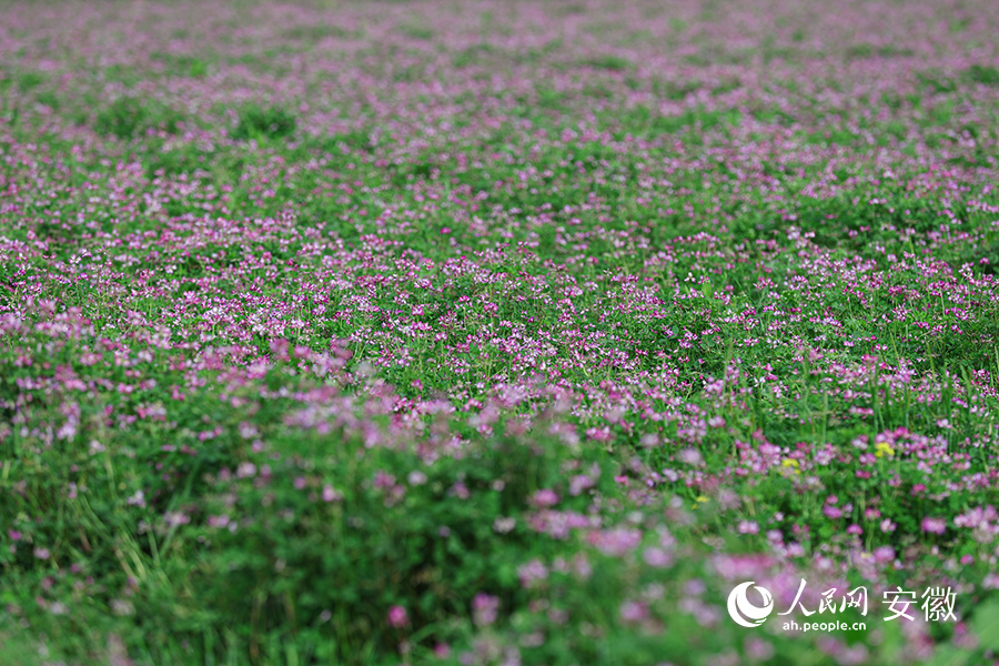 千枝萬莖紫花開。人民網(wǎng) 張俊攝