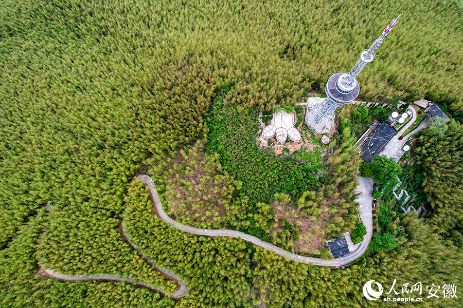 雨后竹海風(fēng)景如畫。人民網(wǎng)記者 苗子健攝