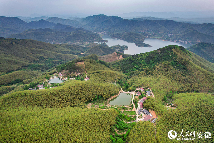 雨后竹海風(fēng)景如畫。人民網(wǎng)記者 苗子健攝