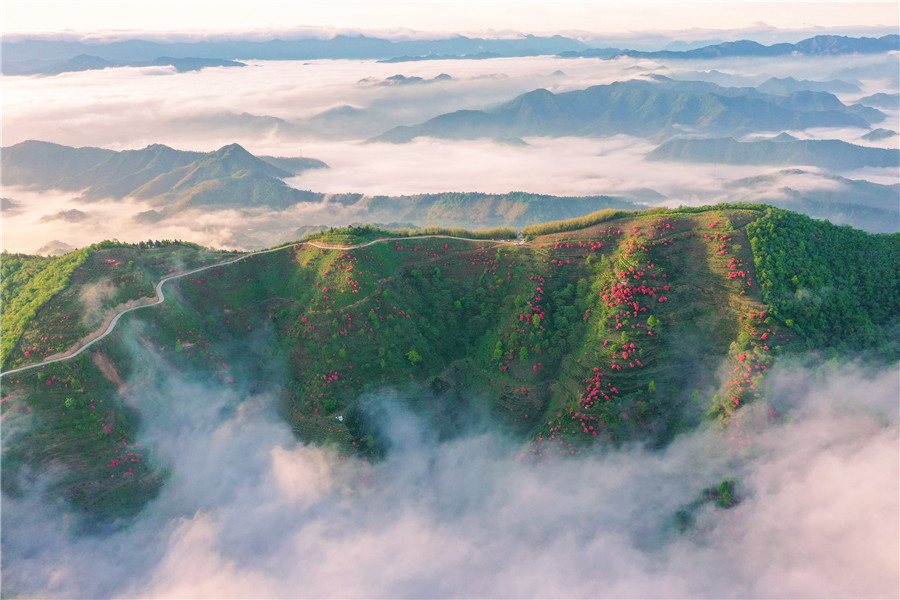 茶山花枝俏。江建興攝