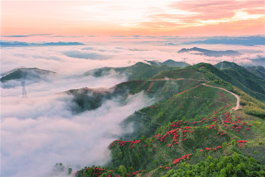 茶山上的杜鵑競(jìng)相綻放。江建興攝