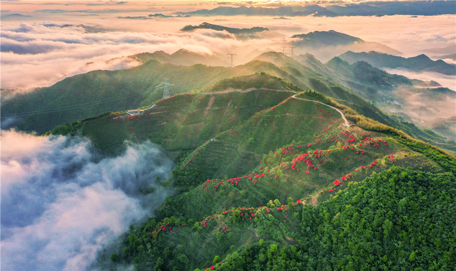 晨光、云霧、茶山、杜鵑，放眼望去美如畫卷。江建興攝