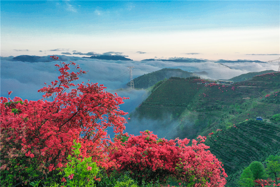 杜鵑花開(kāi)茶飄香。江建興攝