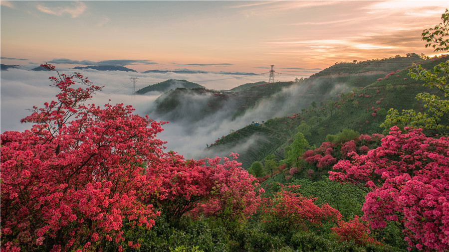 霧里看花別樣紅。江建興攝