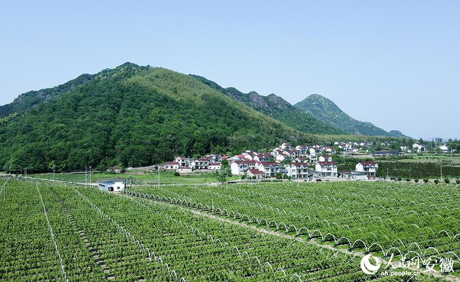羅城村山下有民居，門前有果園。人民網(wǎng) 王銳攝