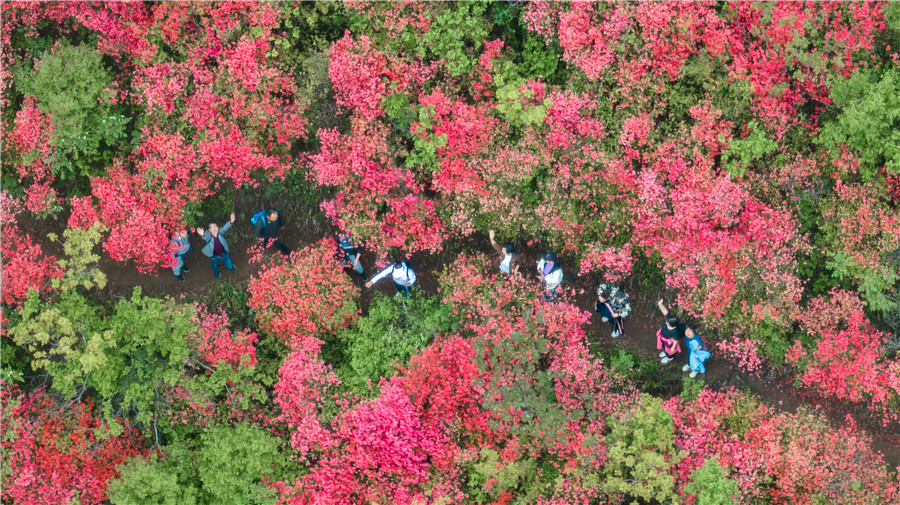 盛開的野生高山映山紅。朱學(xué)文攝