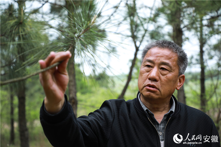 張偉在檢查馬尾松上是否有毛蟲。人民網(wǎng)記者 陶濤攝