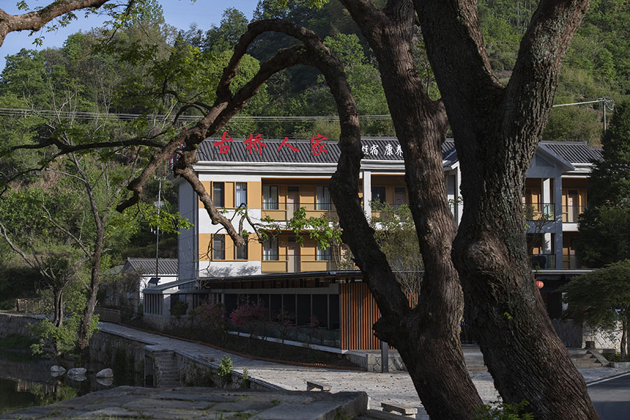古橋邊的一棵楓楊樹(shù)有400多年歷史。吳悅攝