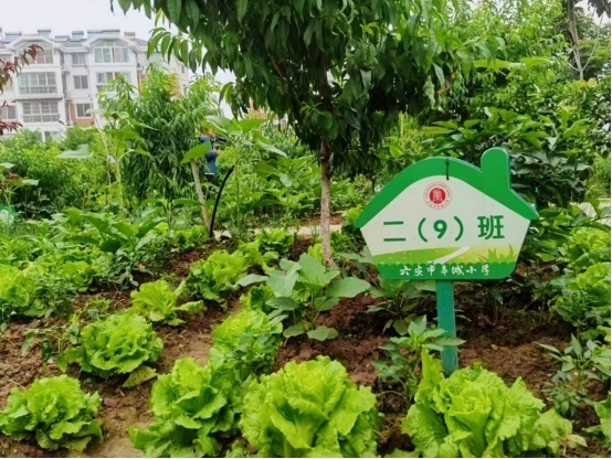 “至美果蔬園”內(nèi)，孩子們種的蔬菜長(zhǎng)勢(shì)喜人。游儀 攝
