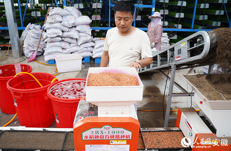 工人正在查看育秧播種機(jī)運行情況。人民網(wǎng)記者 王銳攝