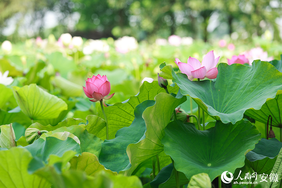 荷花競(jìng)相開放。人民網(wǎng)記者 張俊攝