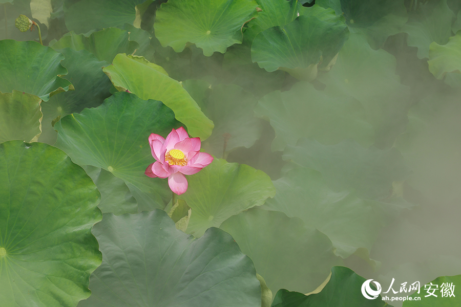 荷花競(jìng)相開(kāi)放。人民網(wǎng)記者 張俊攝
