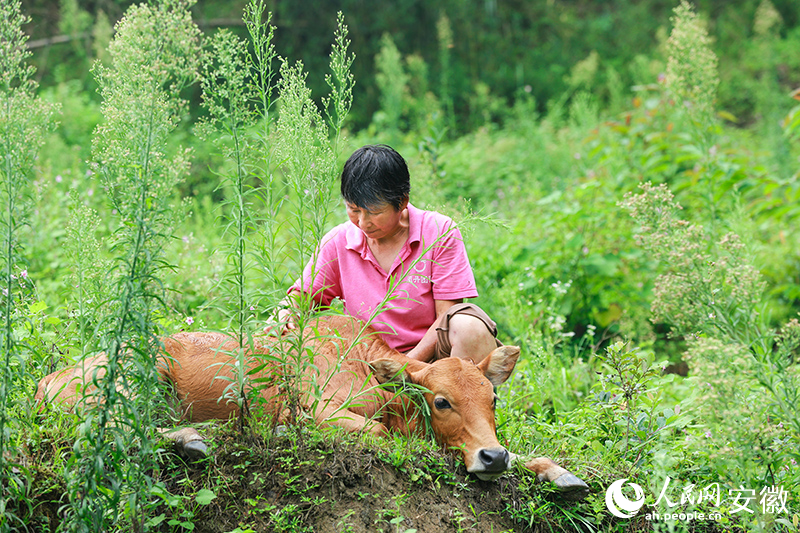 妻子汪曉萍照看牛犢。人民網(wǎng)記者 張俊攝