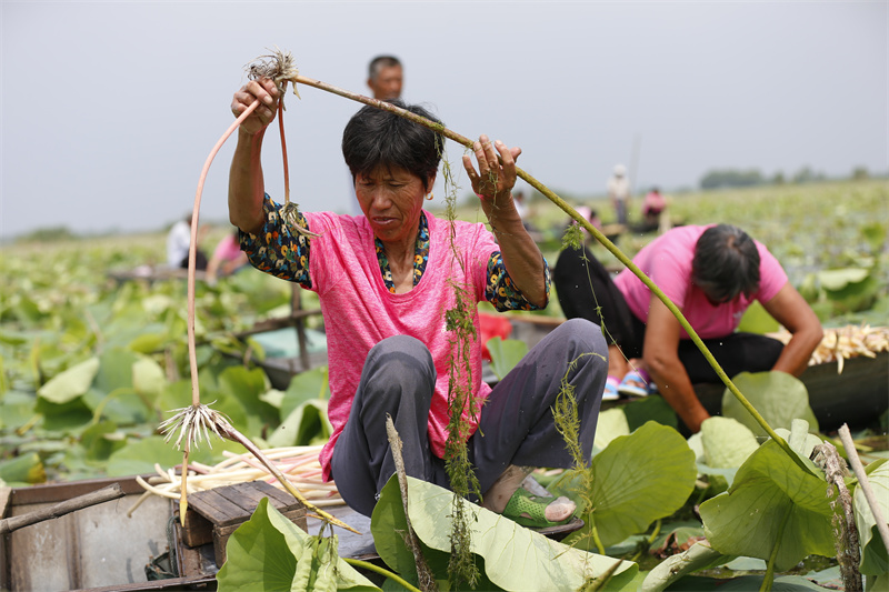 泗洪縣臨淮鎮(zhèn)農(nóng)戶在洪澤湖生態(tài)修復(fù)示范段采摘新鮮藕帶。趙軍干 攝
