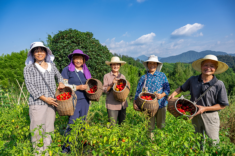 燈籠椒喜獲豐收。劉玉才攝