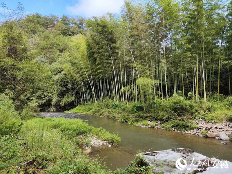 旌德縣云樂鎮(zhèn)野山竹林。人民網(wǎng)記者 李闊攝