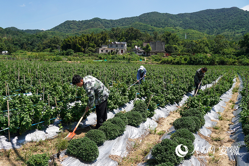 百華菊花基地。人民網(wǎng)記者 陳若天攝