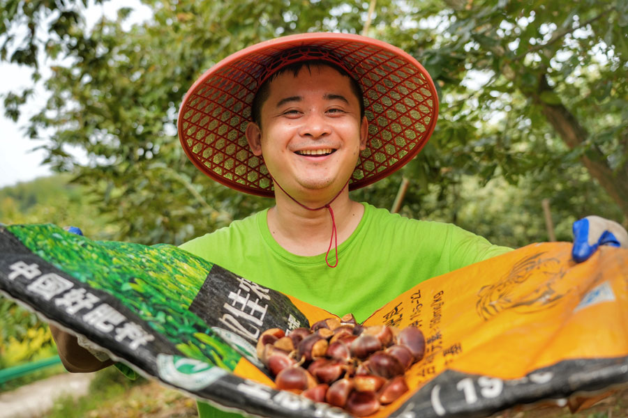 廣德柏墊鎮(zhèn)鳳橋社區(qū)板栗豐收。程力攝