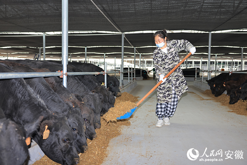 工人給肉牛投喂秸稈打成的草料。人民網記者 王曉飛攝