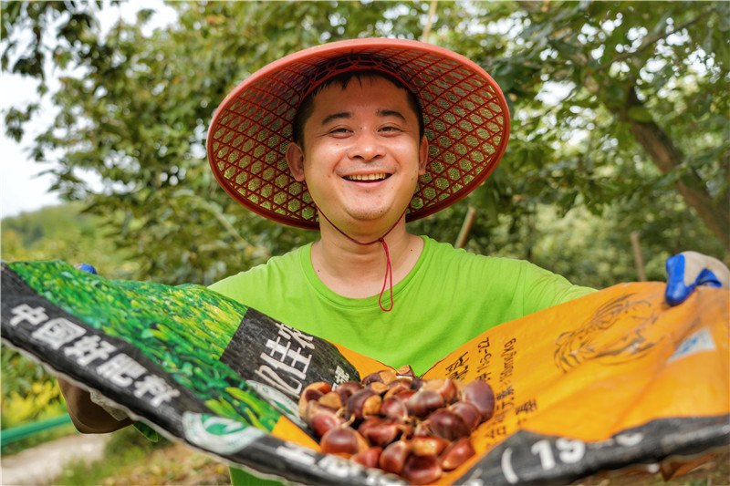 新鮮采摘的廣德板栗。程力攝