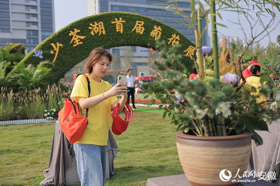 盛放的菊花引來(lái)游客駐足、拍照。人民網(wǎng)記者 王曉飛攝
