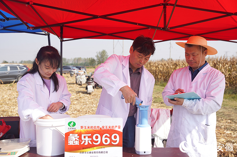蠡樂969樣品籽粒含水量測定。人民網(wǎng)記者 陳若天攝