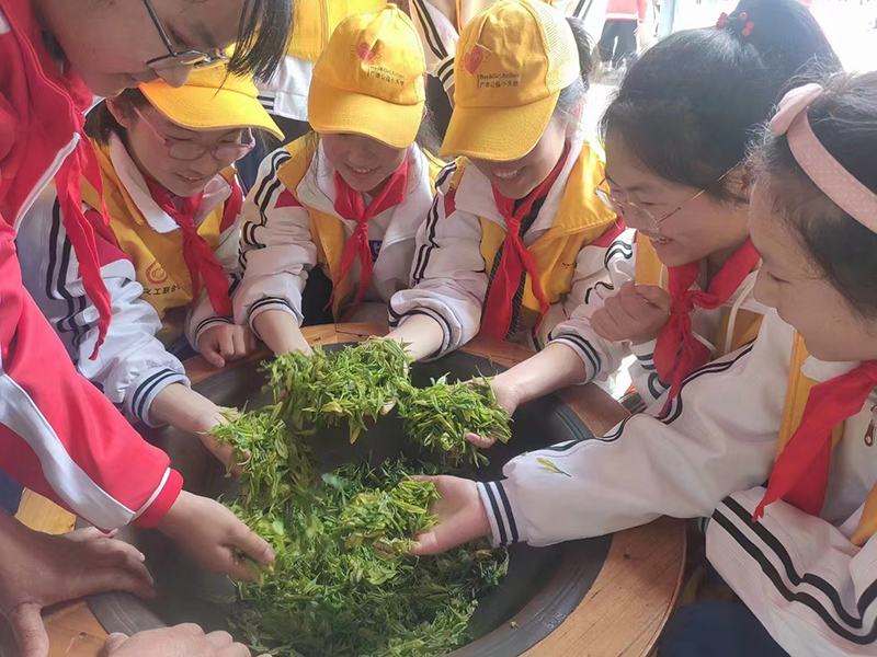 楊灘小學(xué)學(xué)生體驗(yàn)茶葉制作。廣德市教體局供圖