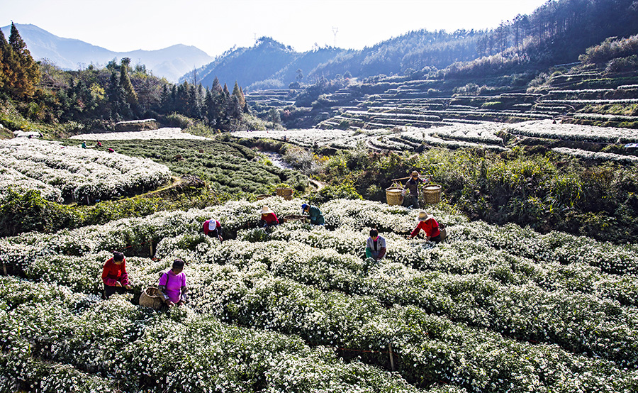 千株萬(wàn)盞菊花開(kāi)。唐祖懷攝