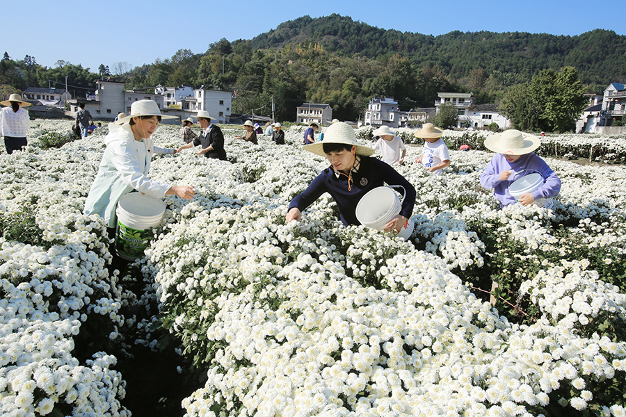 千株萬盞菊花開。唐祖懷攝