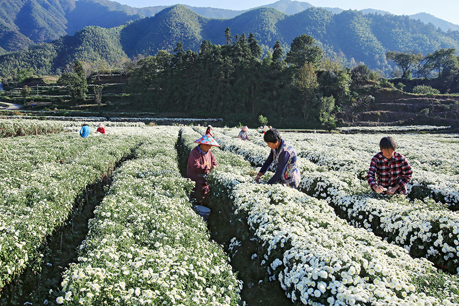 千株萬盞菊花開。唐祖懷攝