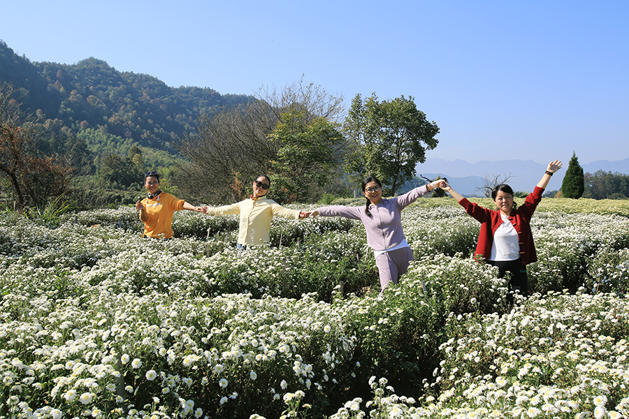 千株萬盞菊花開。唐祖懷攝