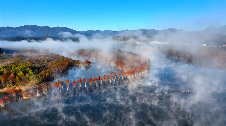 立冬過后，位于寧國市方塘鄉(xiāng)的兩千余畝落羽杉迎來了一年中最美的時(shí)節(jié)。李曉紅攝