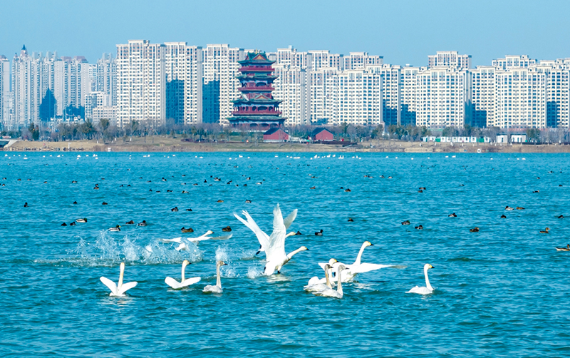 如今的明湖成為眾多候鳥(niǎo)棲息地。滁州市委宣傳部供圖