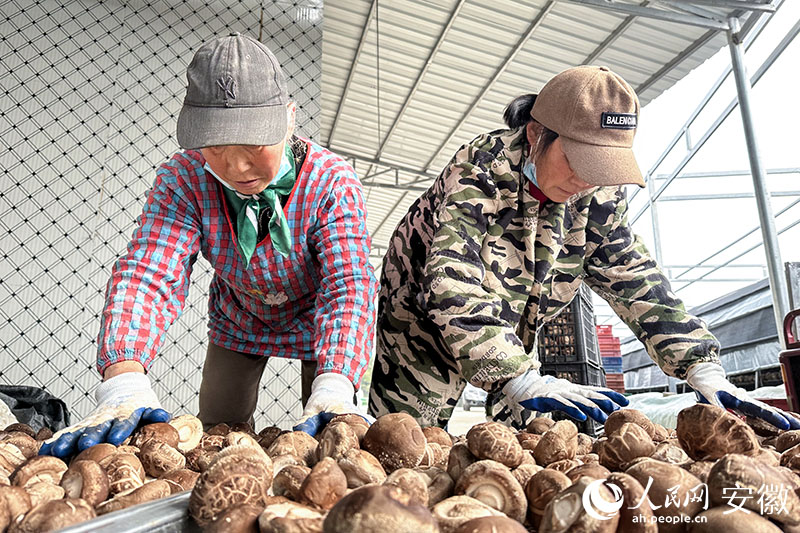 菇農(nóng)們忙著給新鮮采收的香菇裝筐。人民網(wǎng)記者 李希蒙攝