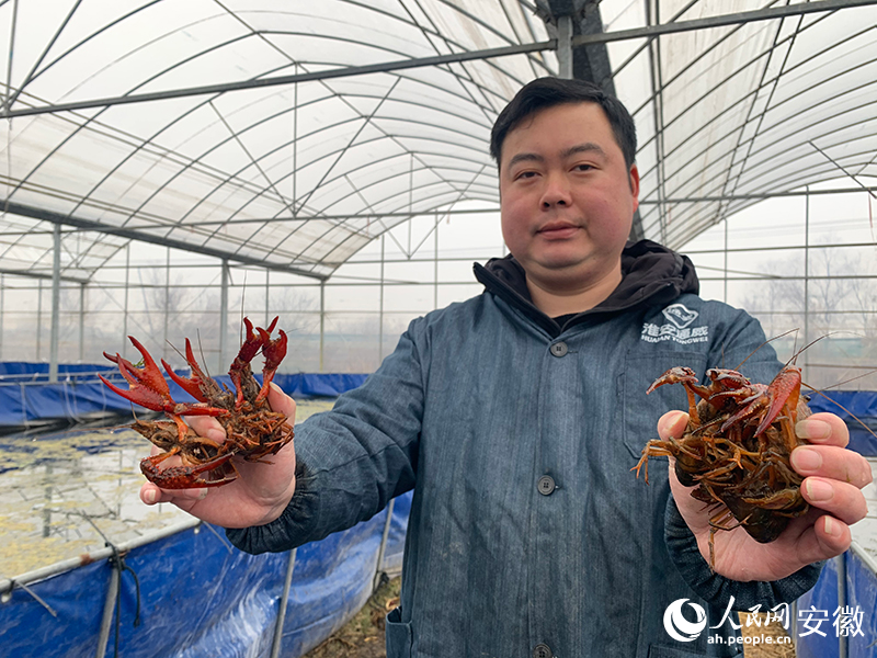 胡其靖和他的大棚小龍蝦。人民網(wǎng)記者 汪瑞華攝