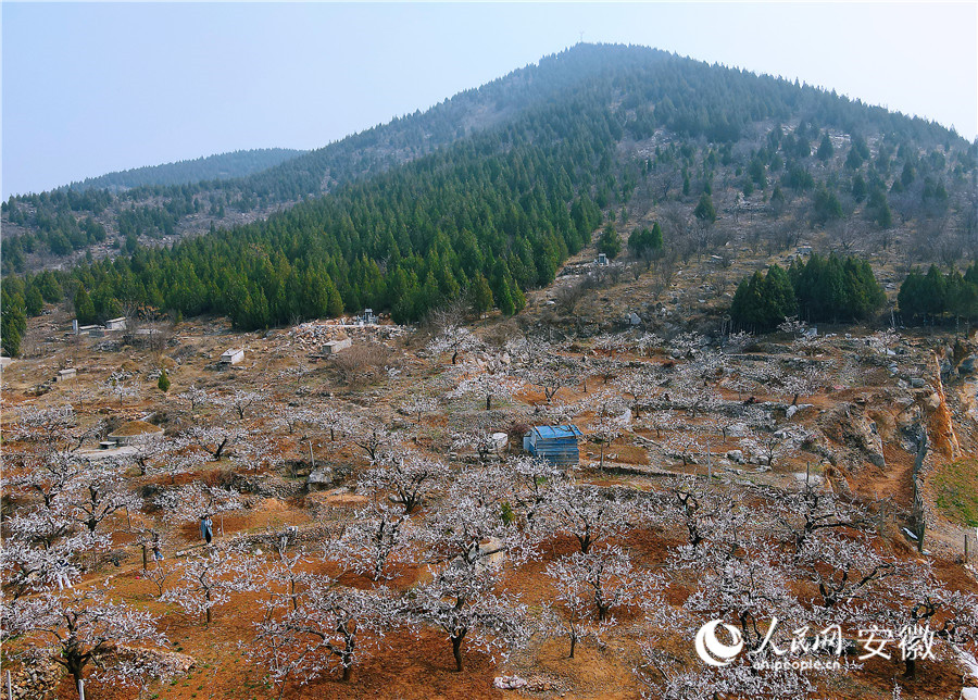 黃里風(fēng)景區(qū)內(nèi)，杏花盛開。人民網(wǎng)記者 王曉飛攝