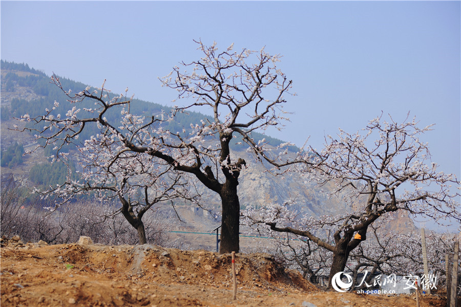 幾株杏樹(shù)花開(kāi)燦爛。人民網(wǎng)記者 王曉飛攝