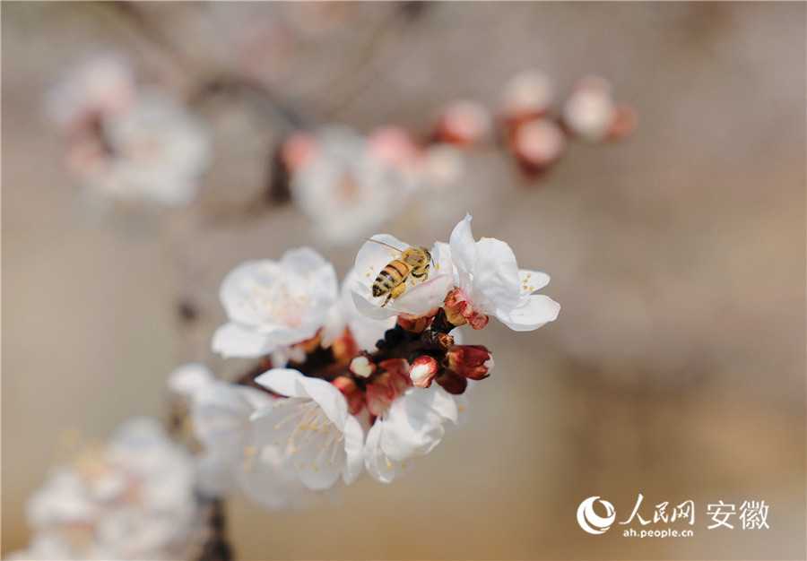 盛開的杏花引來蜜蜂。人民網(wǎng)記者 王曉飛攝