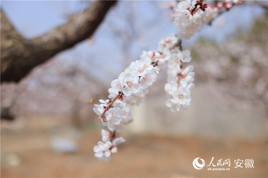 杏花盛開。人民網(wǎng)記者 王曉飛攝