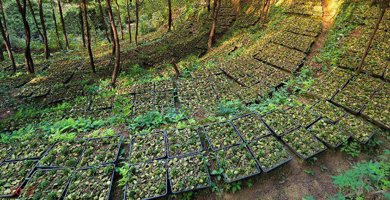 林下種植的霍山石斛。高先祥攝